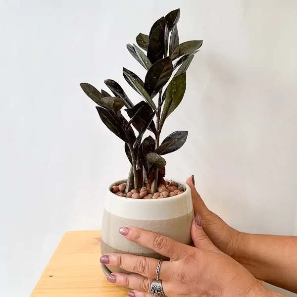 Dark-leafed Zanzibar Gem ZZ plant in a two-tone ceramic pot, held by hands wearing rings.