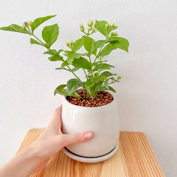 Jasminum Sambac in Ceramic Pot - Jasminum Sambac