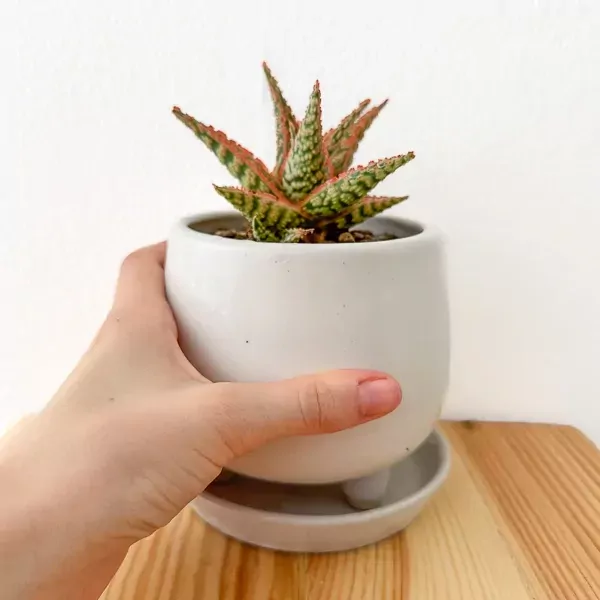 Aloe 'Pink Blush' - Aloe Pink Blush