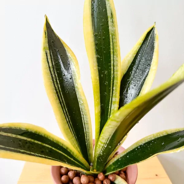 Variegated snake plant with green and yellow striped leaves, some with water droplets, in a pot of brown pebbles.