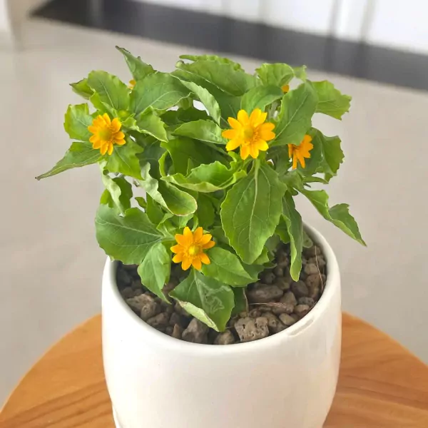 Potted golden button flowers with yellow petals and green leaves in a white ceramic pot.