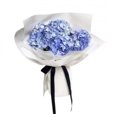 A bouquet of blue hydrangeas wrapped in white paper, tied with a dark blue ribbon.
