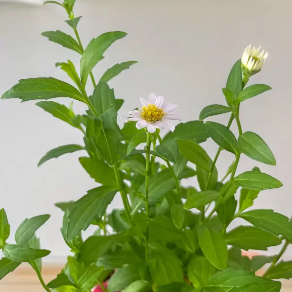 White Small Daisy Plant - 33cm