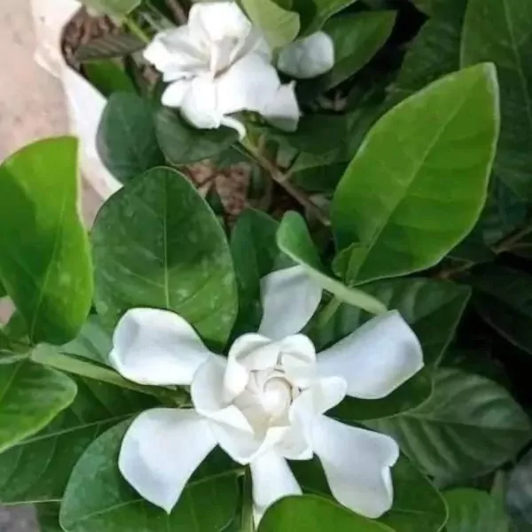 Close-up of a gardenia plant with vibrant green leaves and a delicate white blossom.