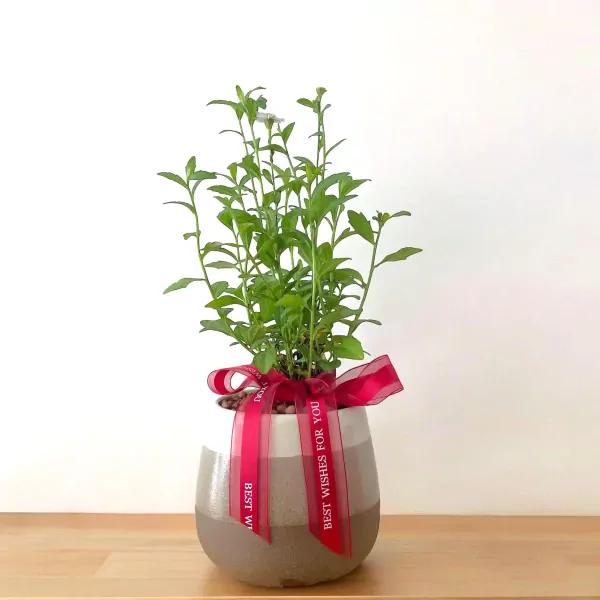 White Small Daisy Plant - 33cm