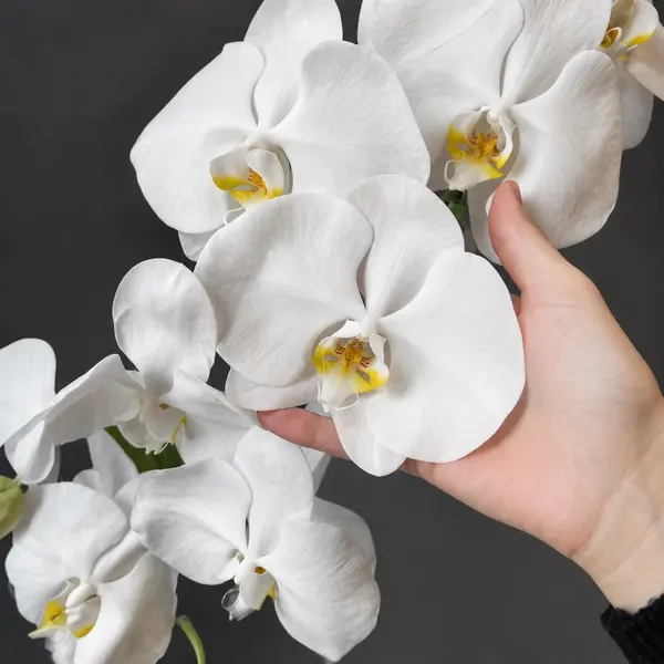 Majestic Orchids Vase 4