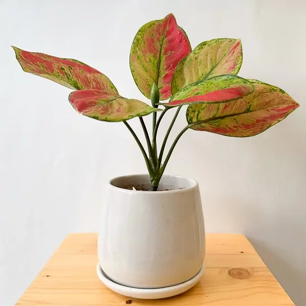 Red Aglaonema plant with pink and green variegated leaves in a white pot on a wooden surface.