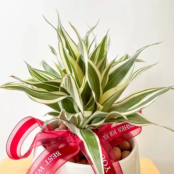 Variegated Belgian Evergreen plant in a white pot with a red ribbon that says "BEST WISHES FOR YOU".