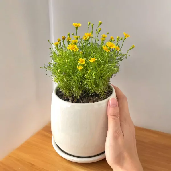 Yellow Daisy Flower Plant - 25cm