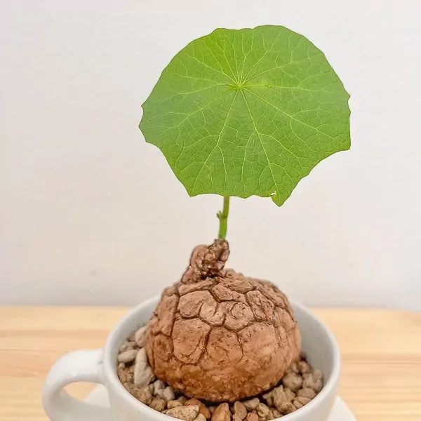 Stephania Suberosa Plant - Stephania Suberosa Plant