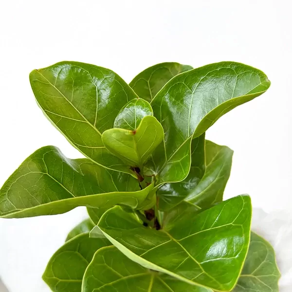 Close up of vibrant green Fiddle Fig Plant leaves against a white background.