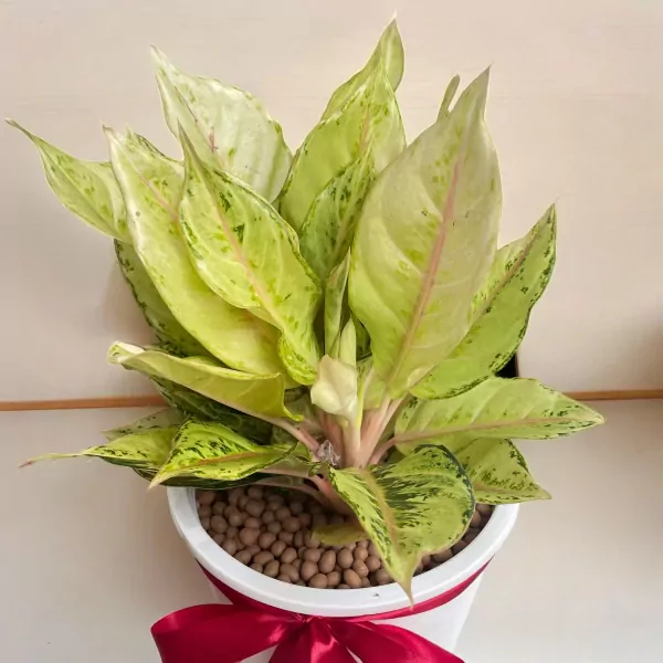 Lucky Tree Plant - 65cm
