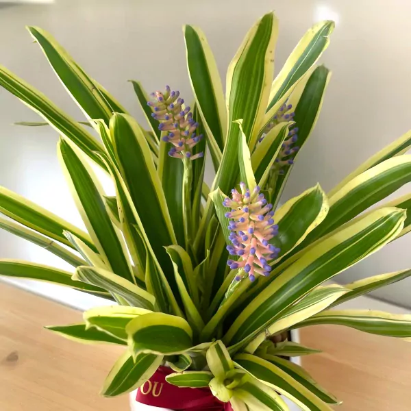 Matchstick Bromeliad Flowering Plant - 35cm