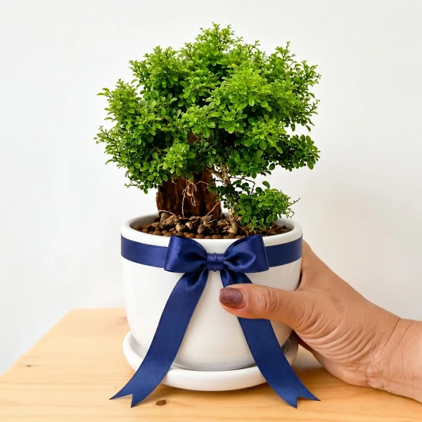 A person's hand gently holds a potted Murraya Paniculata bonsai plant with lush green leaves.