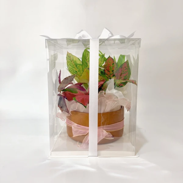 A clear gift box with a white ribbon holding a potted plant with colorful green and red leaves.