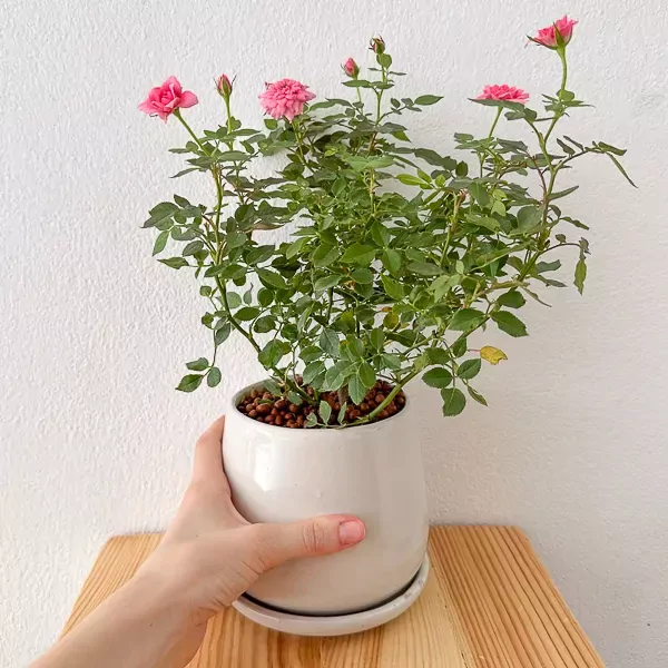 Miniature Pink roses in a Ceramic pot - miniature pink roses