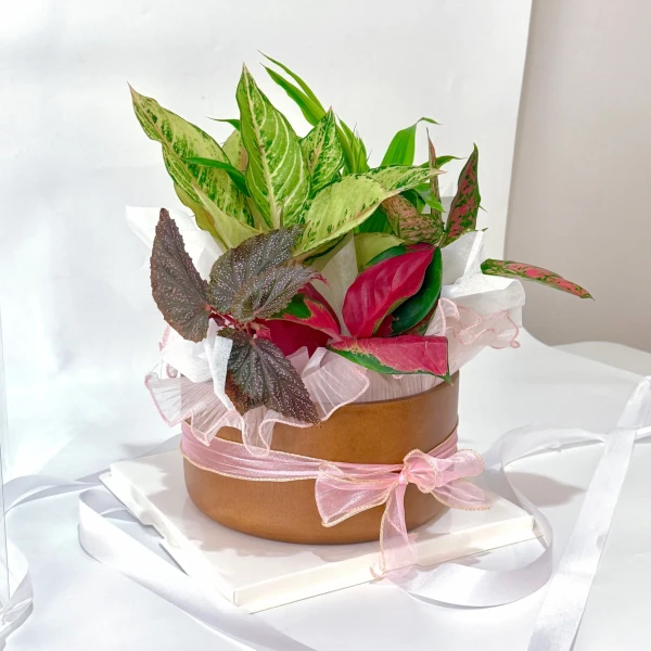 A plant arrangement in a brown pot with pink ribbon, featuring green and pink variegated leaves.