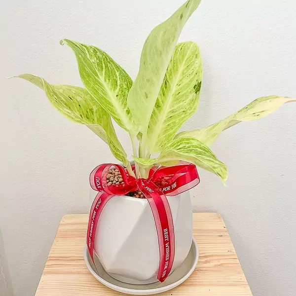 Aglaonema Lucky Potted Plant - Aglaonema Lucky Potted Plant