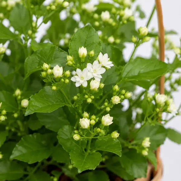 Jasminum Sambac Plant Basket 3