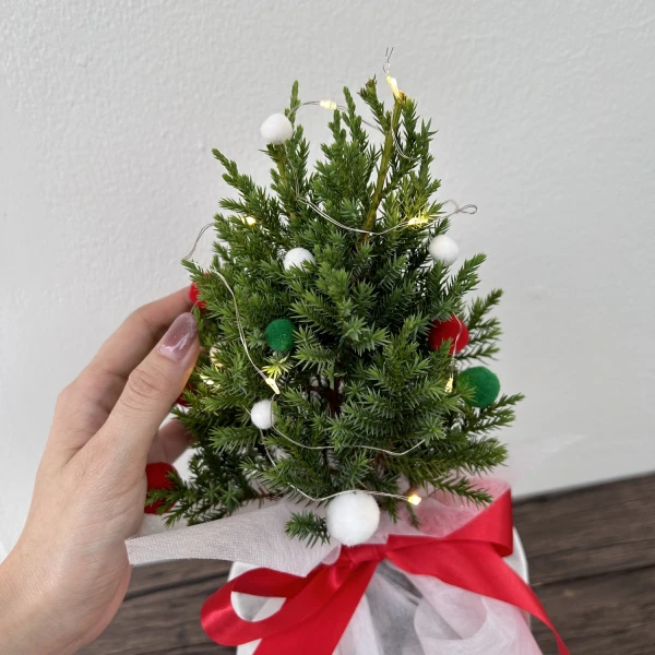 Mini Real Christmas Tree - Standard
