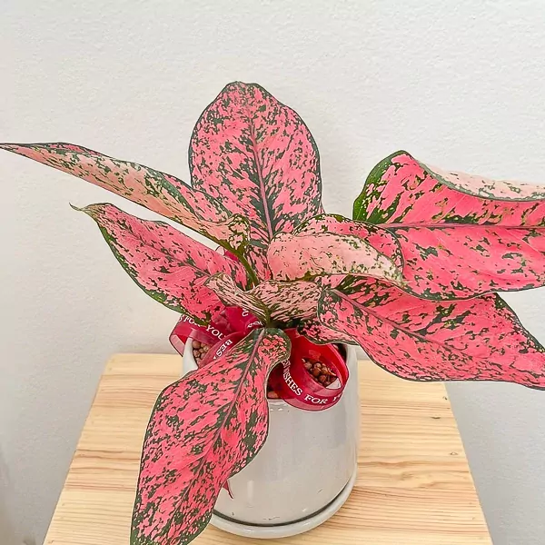 Pink Aglonema Lucky Plant - Lucky Plant