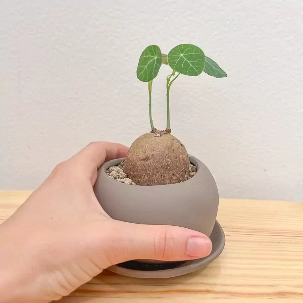 Stephania Erecta Office Plant - Stephania Erecta Office Plant
