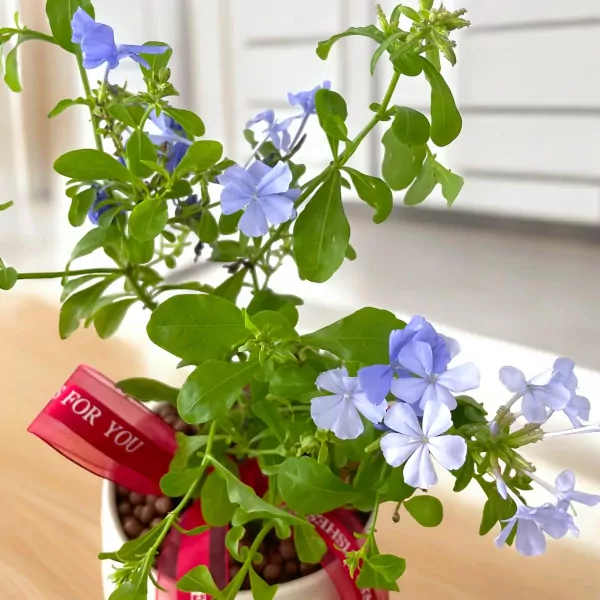 Close-up of a potted blue plumbago plant with delicate light blue flowers and vibrant green leaves, adorned with a red "FOR YOU" ribbon.