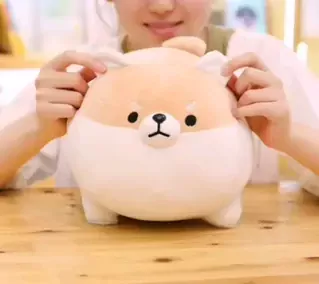 Chubby Shiba