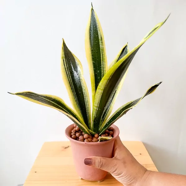 A Dracaena Trifasciata snake plant in a pink pot, held by a hand.