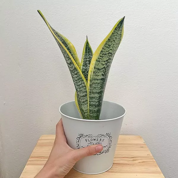 Snake Office Plant - Snake plant