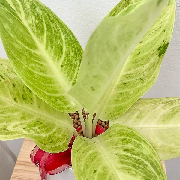 Aglaonema Lucky Potted Plant - Aglaonema Lucky Potted Plant
