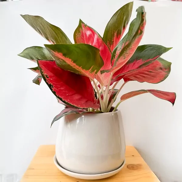 A vibrant Aglaonema Chinese Evergreen Super Red Star plant in a white pot.