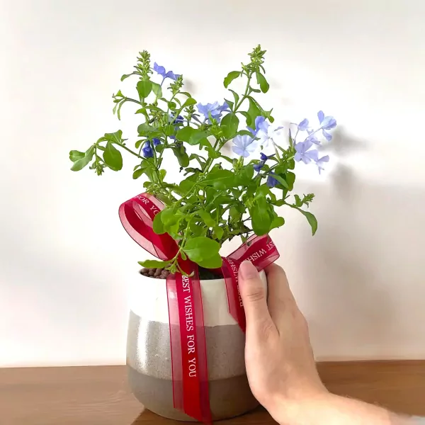 Potted blue plumbago plant with red ribbon saying "Best Wishes For You" held by a hand.
