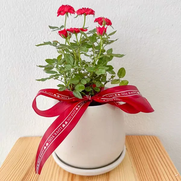 Miniature Red roses in a Ceramic pot - miniature red roses