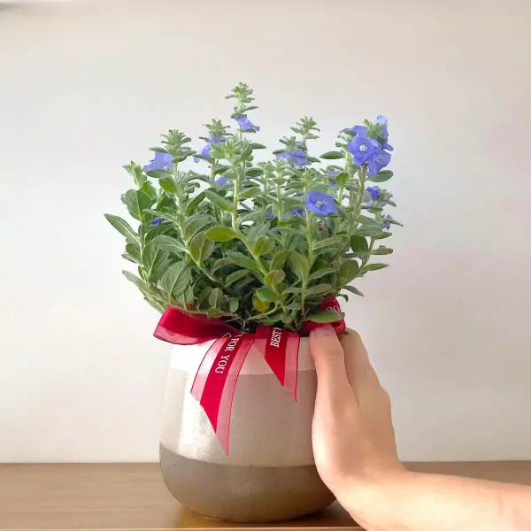 A hand holds a potted Ground Morning Glory plant with blue flowers and a red ribbon, set against a white background.