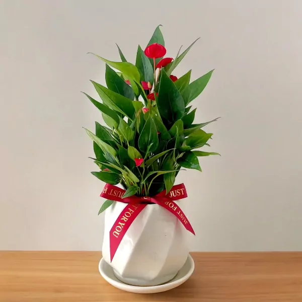 Flamingo Flower Plant - 45cm