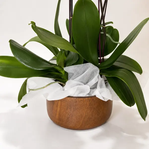 Majestic Orchids Vase 2