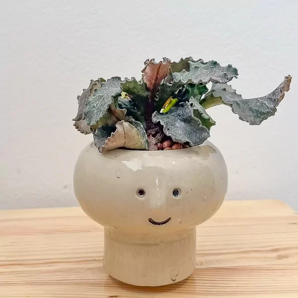 Euphorbia Francoisii Lucky Plant - Lucky plant