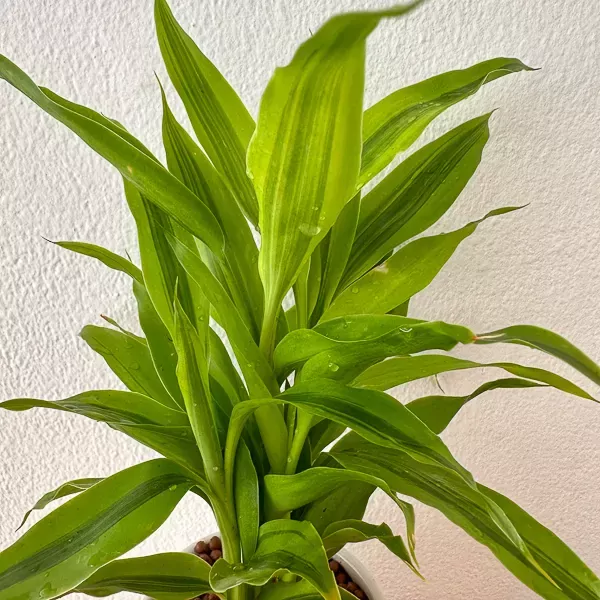 Dracaena sanderiana in ceramic pot - Dracaena Sanderiana
