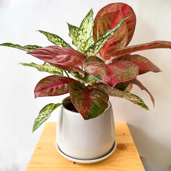 Red and white variegated Aglaonema plant in a white pot on a wooden surface.