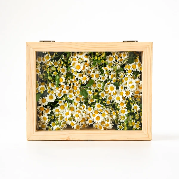 Wooden shadow box filled with fresh white camomile daisies and green leaves.