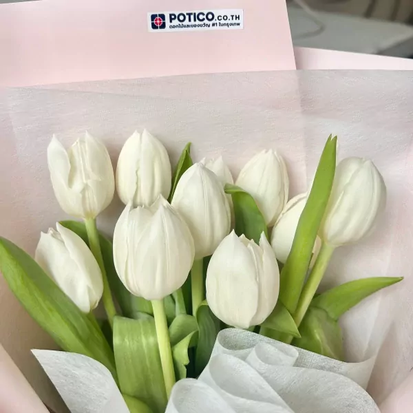 White tulips in a pink bouquet with a "POTICO.CO.TH" logo sticker.