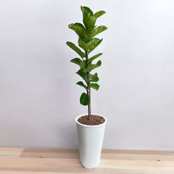 Tall banyan tree plant in a white pot with large green leaves.