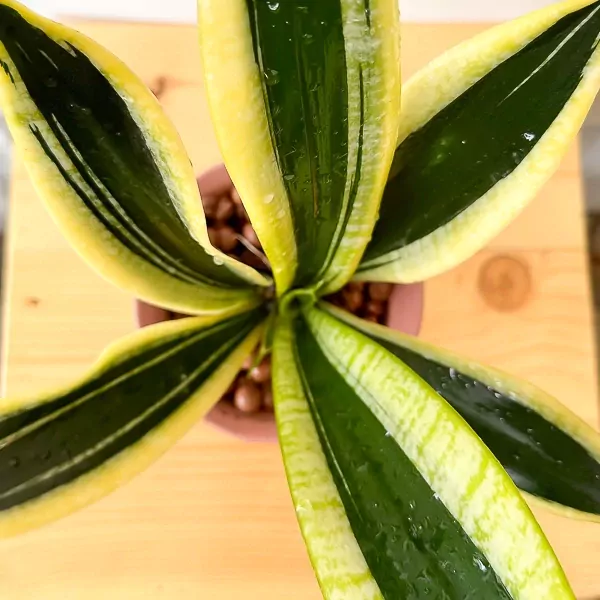 Dracaena Trifasciata snake plant with tall, variegated green and yellow striped leaves, seen from above.