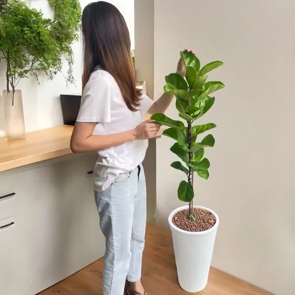 Woman tends to a tall banyan tree plant in a white pot.
