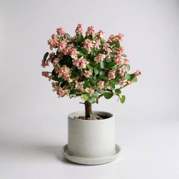 Pink Elephant Bush plant with small pink flowers in a white ceramic pot.