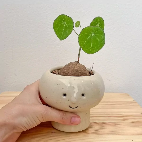 Stephania erecta plant in a cute cream face pot with green leaves.