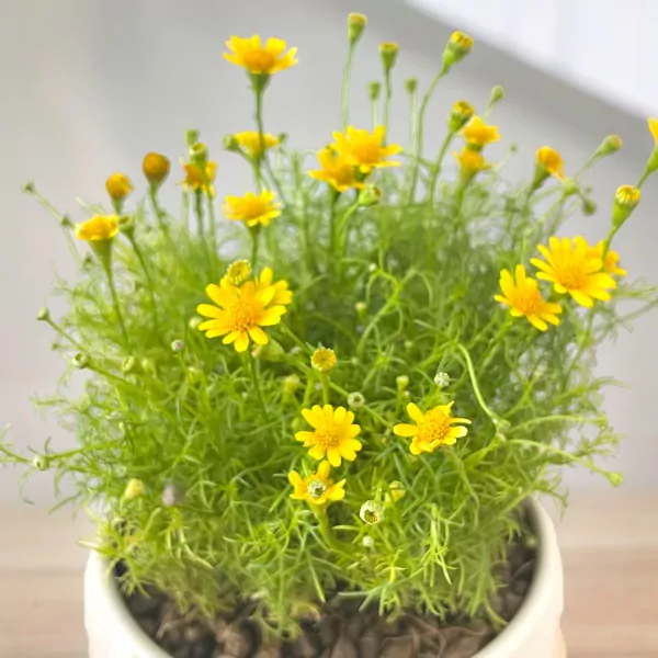 Yellow Daisy Flower Plant - 25cm