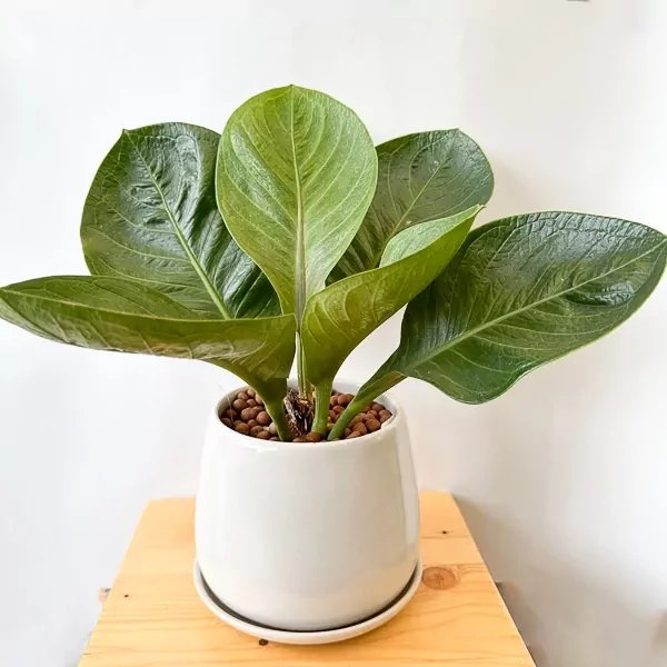 Potted Anthurium Jenmanii Money Tree plant with large, glossy green leaves in a white pot.