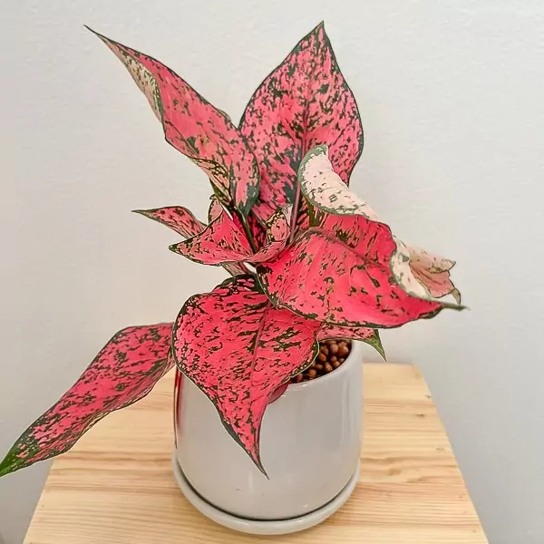 Pink Aglonema Lucky Plant - Lucky Plant